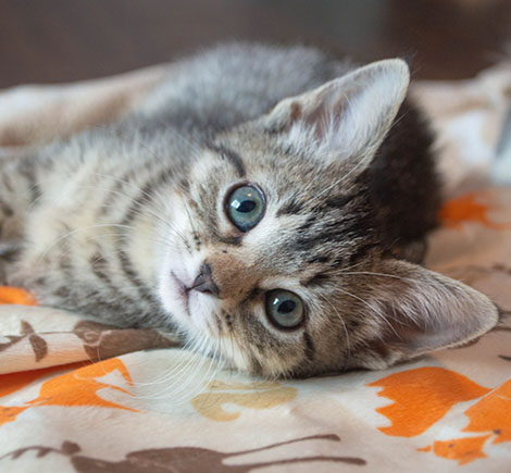 Kitten on Blanket