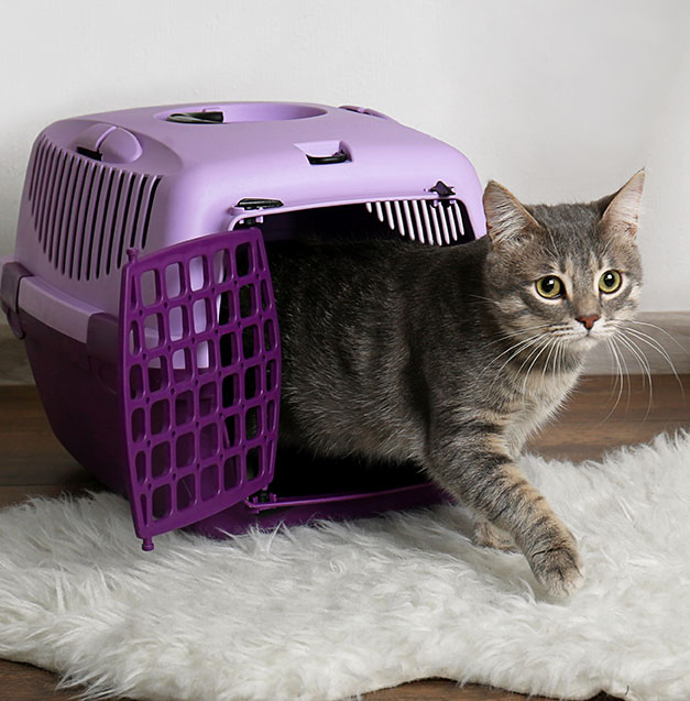 cat coming out of carrier in living room