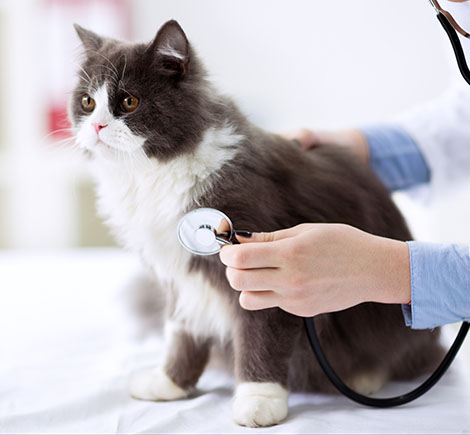 cat with stethoscope on exam table