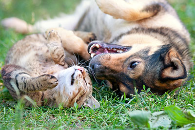 Dog and cat best friends playing together outdoor. Lying on the back together.