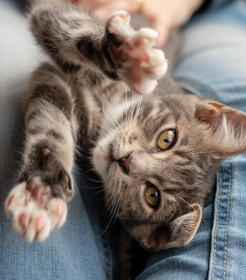 kitten on persons lap