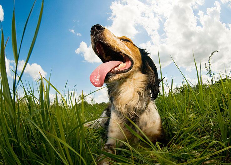 panting dog in field