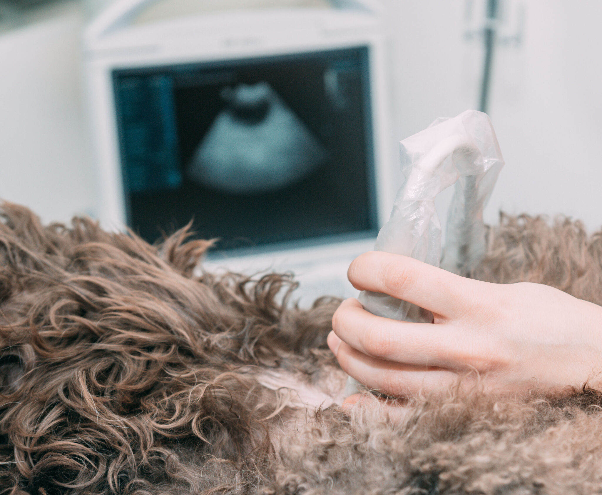 poodle on ultrasound table with probe 2