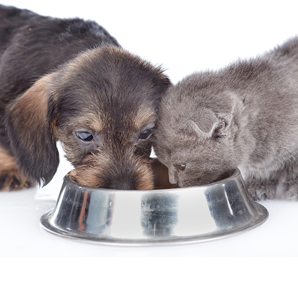 puppy and kitten eat out of same bowl