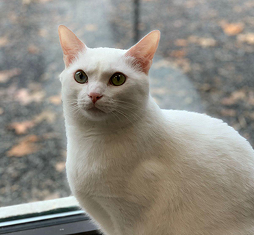 white cat on ledge