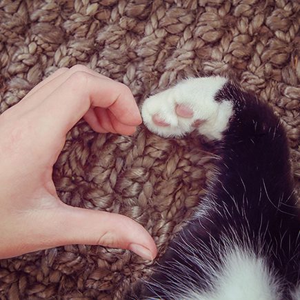 human hand and kitten paw make a heart shape copy